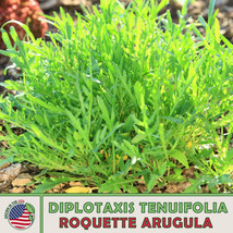 FA Store 500 Roquette Arugula Seeds Host Plant For Southern Great White Butterfl - £7.52 GBP