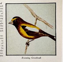 Evening Grosbeak Bird Print 1931 Blue Book Birds Of America Animals Art ... - $14.01 CAD