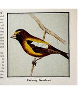 Evening Grosbeak Bird Print 1931 Blue Book Birds Of America Animals Art ... - $181.97 MXN