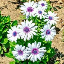200 Seeds CAPE AFRICAN DAISY Flower Wildflower Drought Tolerant Long Blooming - $16.50