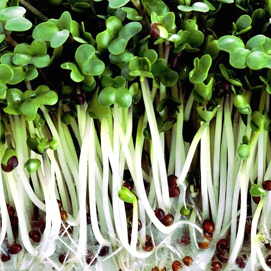 16 Oz 1lb~4 Organic Sprouting Seeds Mix Alfalfa-Clover-Broccoli-Radish Superfood - $38.22