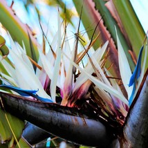 5 Giant Bird Of Paradise Tree Strelitzia Nicolai Wild Banana White Crane Blue Pu - £7.29 GBP