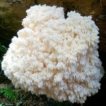 Bear&#39;s Head Mushroom (Hericium abietis) Liquid Culture - £12.77 GBP