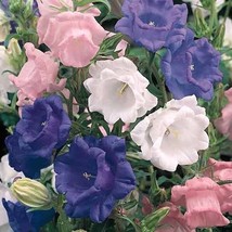 120 Campanula Bells Mix Doubles Perennial Rabbit Resist Flower Seeds Gar... - $12.23