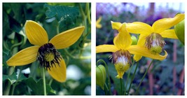 2.5&quot; Pot Live Plant Helios Tangutica Clematis - The Best Yellow - US SELLER - $50.98