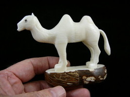 (tne-cam-260c) albino white Camel desert wild TAGUA NUT nuts figurine ca... - $53.71