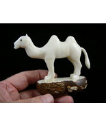(tne-cam-260c) albino white Camel desert wild TAGUA NUT nuts figurine ca... - $1,002.15 MXN