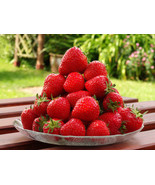 10 to 500 Seascape Ever Bearing Strawberry Plants   CERTIFIED  Healthy B... - £13.16 GBP+