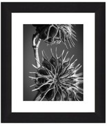 Limited Edition of 25 Dying Flower by Tripp Black White Macro Photography - £27.18 GBP