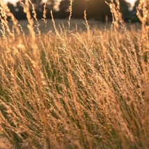 300 Sweet Vernal Grass Seeds Vanilla Herb Anthoxanthum Odoratum Fresh Seeds USA  - £8.02 GBP