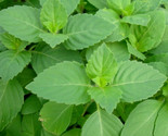 Tulsi Basil Seeds 200 Green Leaf Holy Basil Vegetable Herb Garden Fast S... - $8.99