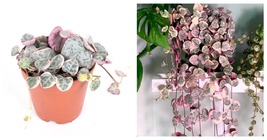 2 Variegated String of Hearts Starter Plants pink plant - $67.90