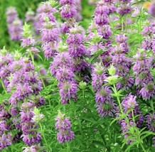 SEPT 400 + Lemon Mint Seeds Monarda Citriodora Perineal - $5.88