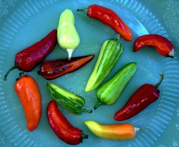 FISH Chili Pepper, 5 seeds (Ch 085) - £2.39 GBP
