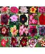Desert Rose Seedling - 3 to 5 Inches Tall - Unknown Color - $13.61 CAD