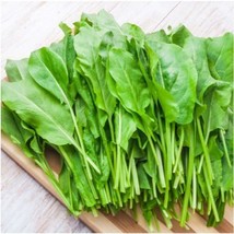 SGHOST 2000 Large Leaf Sorrel Seeds Organic Summer Winter Garden Patio Container - £8.36 GBP