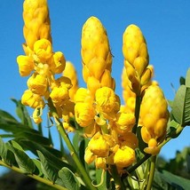 New Emperors Candlestick Seeds Candlestick Senna Senna Alata Fresh Garden USA Se - £6.59 GBP