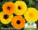 100 Seeds Fiesta Gitana Calendula Flower Color Mix - $9.80