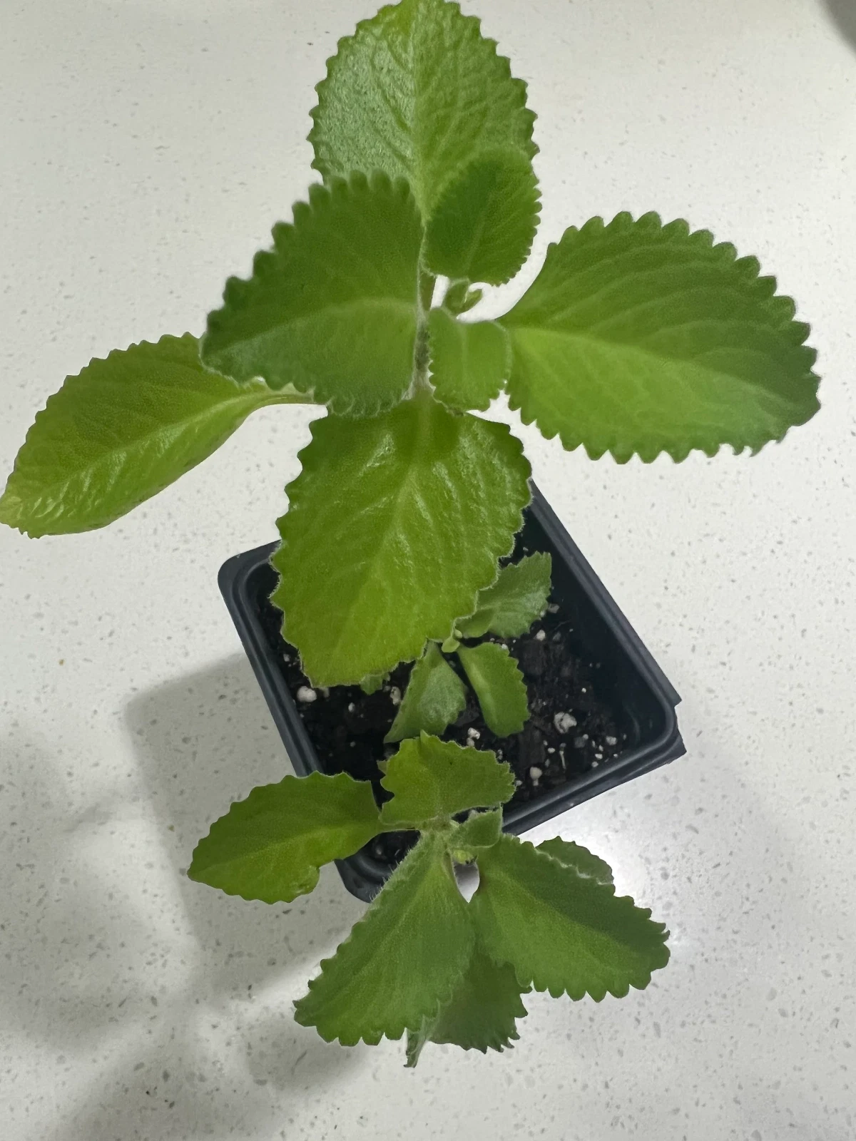 Item image 1 image 1