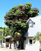 Octopus Tree Umbrella Tree Schefflera actinophylla 100 Seeds - €9,27 EUR