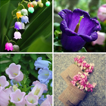 15 pcs Colorful Campanula Flower Seeds Beautify Garden Windbell Orchid Seeds //  - £3.26 GBP