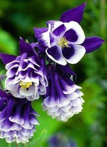 25+ AQUILEGIA HYBRIDA DOUBLE PLEAT BLUE AND WHITE FLOWER SEEDS  - £7.83 GBP