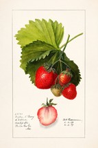 13296.Wall Decor Poster.Watercolor art.Room Interior design.Kitchen.Strawberries - £12.72 GBP+