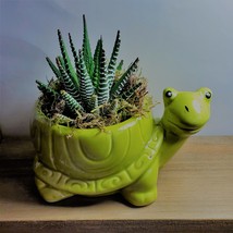 Succulent in Ceramic Turtle Pot Live Haworthia Zebra Plant 5&quot; Green Planter - £13.62 GBP