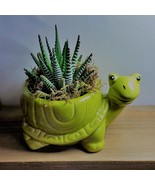 Succulent in Ceramic Turtle Pot Live Haworthia Zebra Plant 5&quot; Green Planter - £13.58 GBP