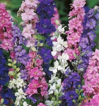 200 Rocket Tall Mix Delphinium Seeds Planting Fresh Seeds - $9.86