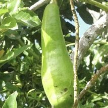 Avocado Guiro Long Neck Seedling Live Fruit Tree 12”-24” - £39.38 GBP