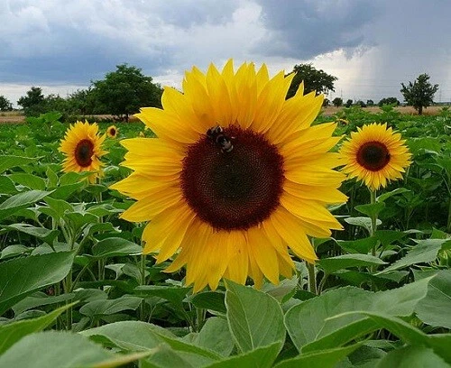 Sunspot Hybrid Sunflower 20 Seeds - $10.62