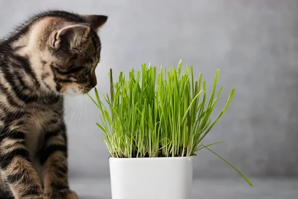 Cat Grass Seeds For Planting-1 Lb Of Seeds-Nutritious And Tasty Treat Fo... - £28.72 GBP