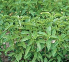 Basil Lime Heirloom Herb 1,000 Seeds Fresh Gardening USA SELLER - $13.96