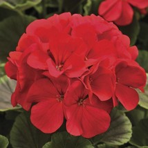 Geranium Seeds Geranium Bullseye Red 100 Seeds Gardening USA SHIPPING - £48.50 GBP