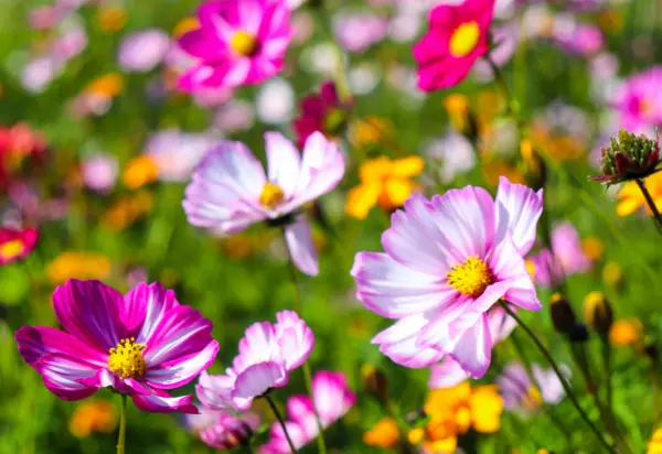 Cosmos Mix 100 Seeds Yellow Orange Double Seashell Purple White Pink USA Fast Sh - $13.69