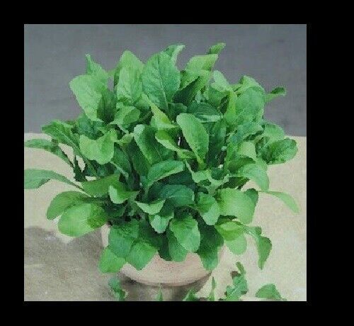 Arugula ASTRO 300 - 5000 seeds Heirloom Garden zesty healthy salad Nutty... - $1.77+