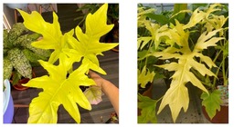 Selloum Gold Philodendron Starter Plant Gardening (NO HEAT PACK) - $46.99