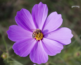 20 Heirloom Big Blooming Purple Cosmos Flower - £5.88 GBP