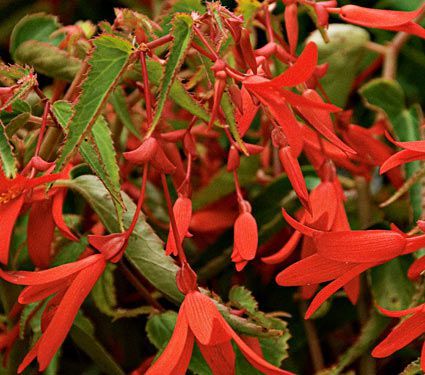 10 Seeds - Begonia Red Flowering Hanging Basket Annual