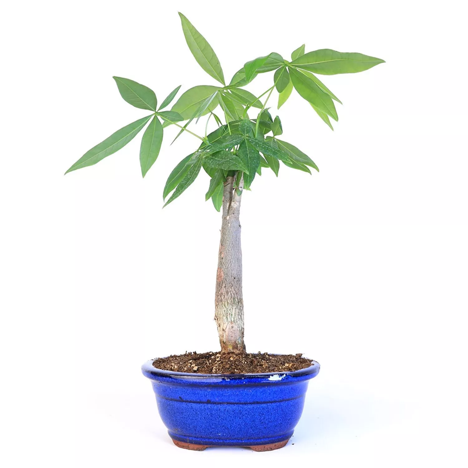 PSStore JMoney Tree Pachira Bonsai 11&quot; 15&quot; Tall Potted In 6&quot; Bonsai Pot - $2,410.04 MXN