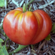 BPA Mortgage Lifter Tomato Seeds Non-Gmo 50 Seeds Heirloom Indeterminate From US - £7.07 GBP