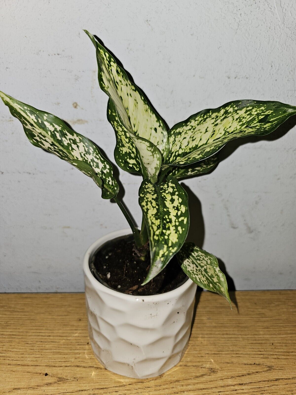 Aglaonema First Diamond Live Plantosaka Houseplant In 4 Inch Nursery Pot... - $18.98