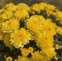 2 Yellow Chrysanthemum Live Plants (Mum), Yellow Flower Plant In A Pot,P... - $15.99