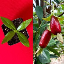 Savanna Cherry Eugenia Calycina Dark Red Fruit Tropical Tree Plant RARE - $21.37