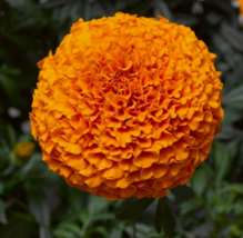 25 Pc Seeds Marigold Inca Orange Flower Plant, Marigold Seeds for Planting | RK - £16.78 GBP