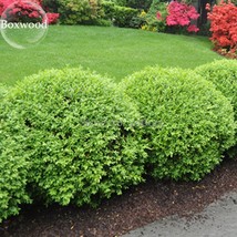 500 Seeds Evergreen Ornamental Boxwood Shrub Green Tree Beautiful Garden... - £16.05 GBP