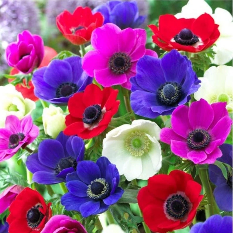Anemone DE CAEN MIX 5 Flower Bulbs Symbolizes Unfading Love Dutch Windfl... - $475.91 MXN