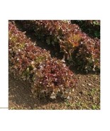 Red Salad Bowl Loose Leaf Lettuce 600 - 8,000 Seeds Fresh Heirloom Beautiful - $2.12 - $7.56