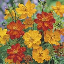 200 Ladybird Cosmos Seeds Planting Gardening USA SELLER - $12.96